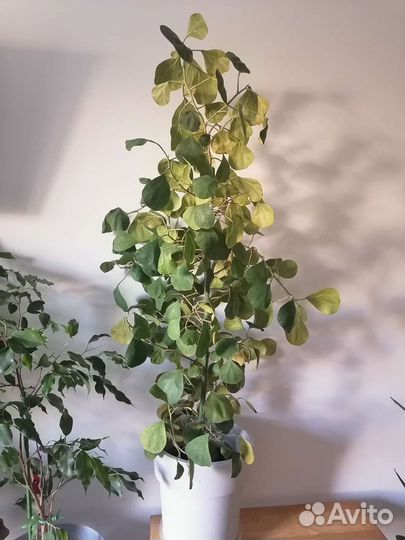 Фикус Deltoidea golden Leafs