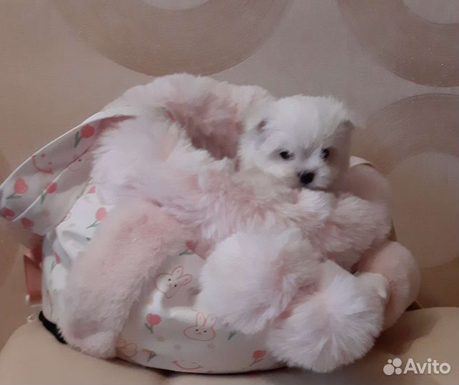 Мальтезе. Микро мальчик. Мальтийская болонка