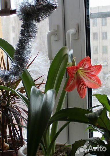 Гиппеаструм Луковицы