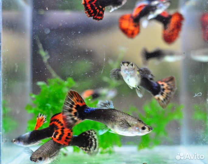 Аквариумные рыбки