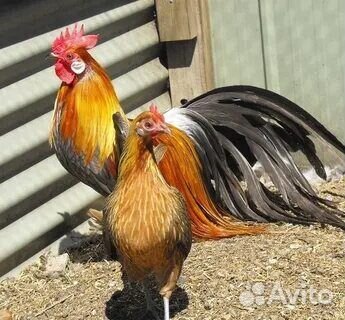 Куры и петухи феникс