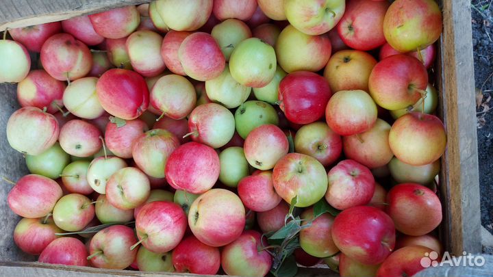 Яблоки оптом