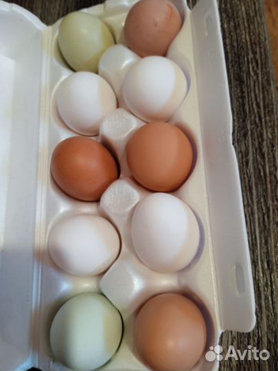 Домашние куриные яйца