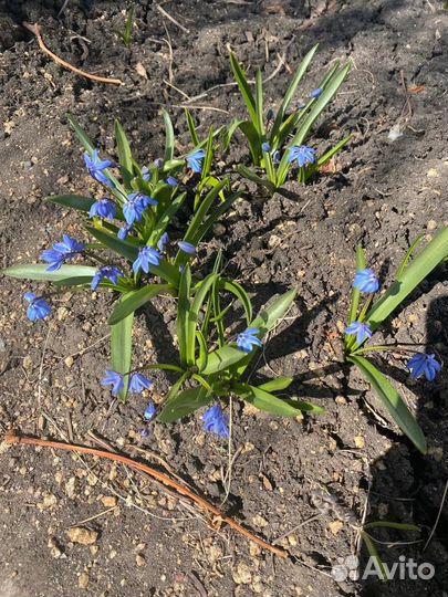 Садовые цветы и кустарники