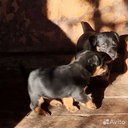 Щенки Ягдтерьера