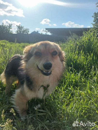 Собака щенки