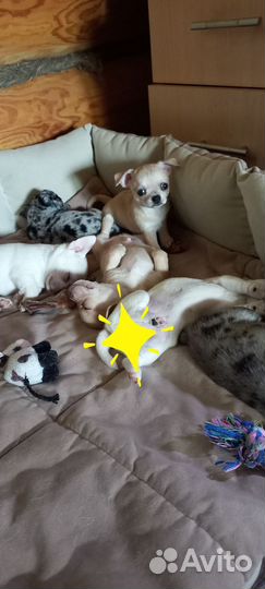 Чихуашечки