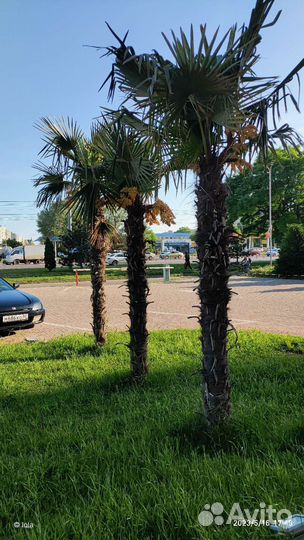 Саженцы зимостойкой пальмы трахикарпус