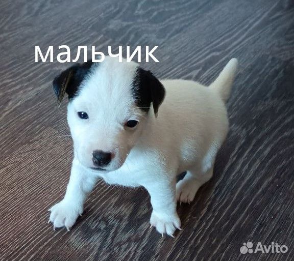 Щенки джек Рассел терьер