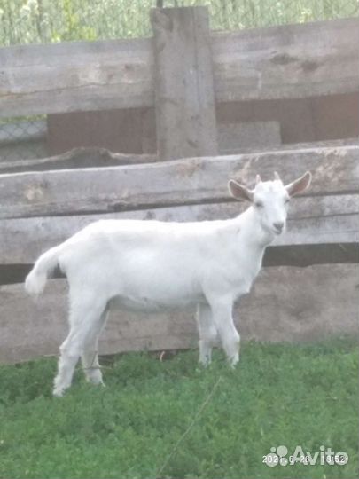 Козлята