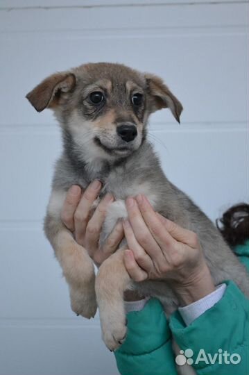 Щенки в дар