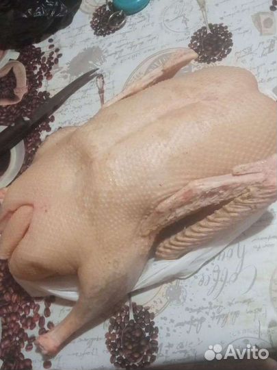 Гуси Терские Линда