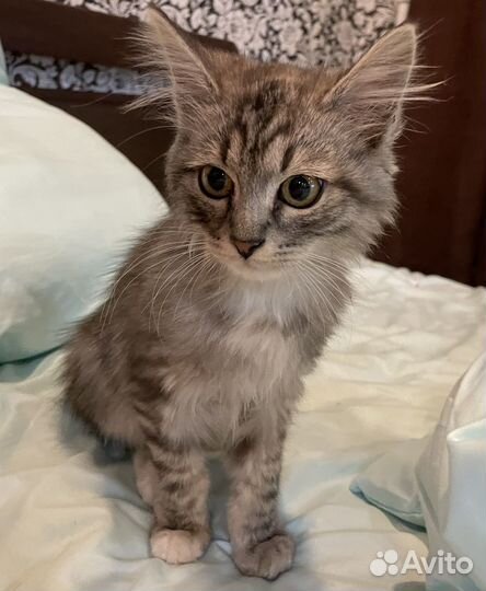 Котенок 2 месяца