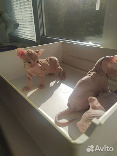 Котята сфинкс