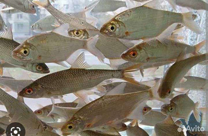 Живец для рыбалки