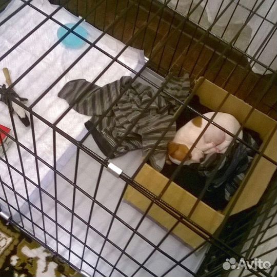 Клетка для животных