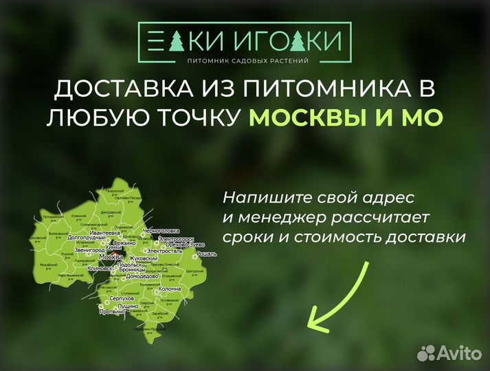 Крупномеры : Ель обыкновенная, Ель Голубая