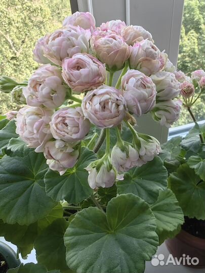 Пеларгония герань