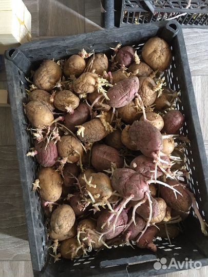 Семенной картофель
