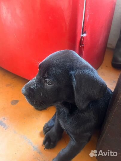 Собака в добрые руки метисы кане корсе и овчарка