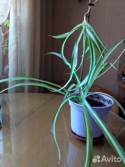 Хлорофитум пёстрый