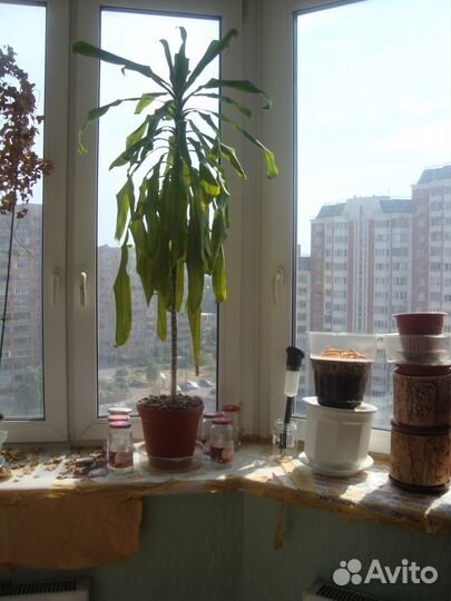 Набор горшков б/у