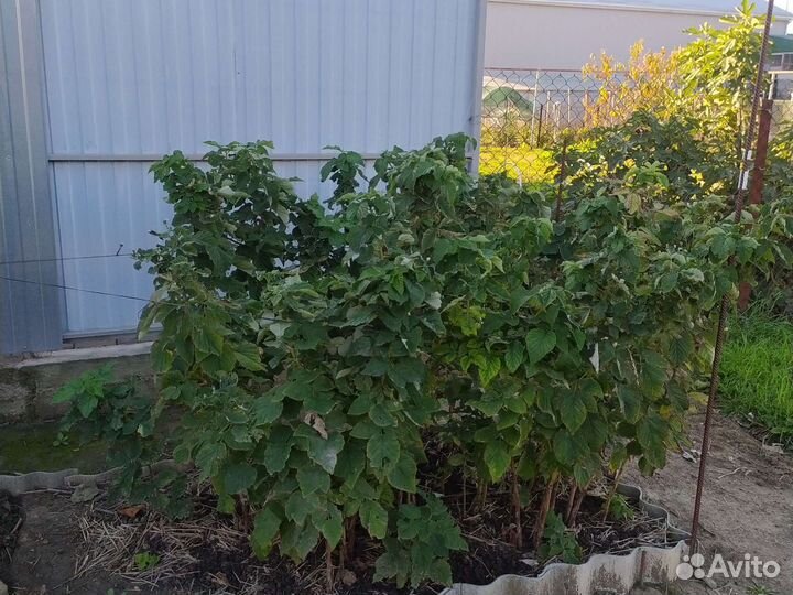 Малиновое дерево Таруса