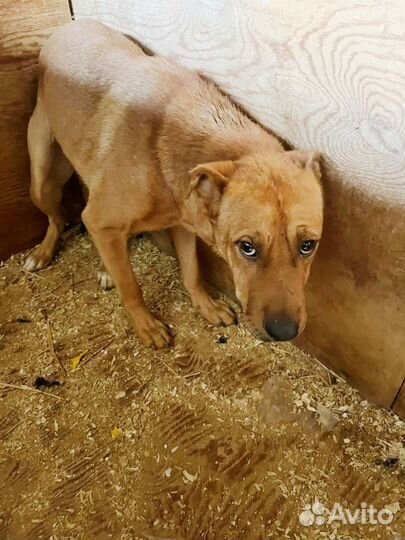 Собака из приюта ищет дом