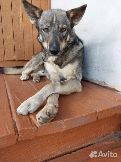 Лютик продолжает ждать семью