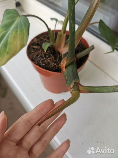 Филодендрон Глориозум