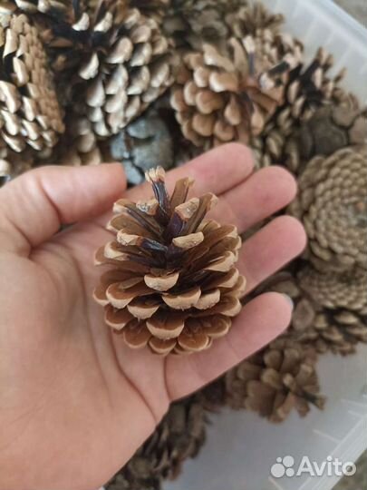 Шишки сосновые, еловые, кипарисовые