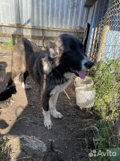 Щенки алабая