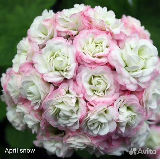 Пеларгонии сортовые