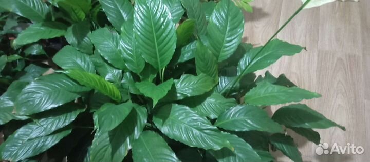 Комнатные цветы