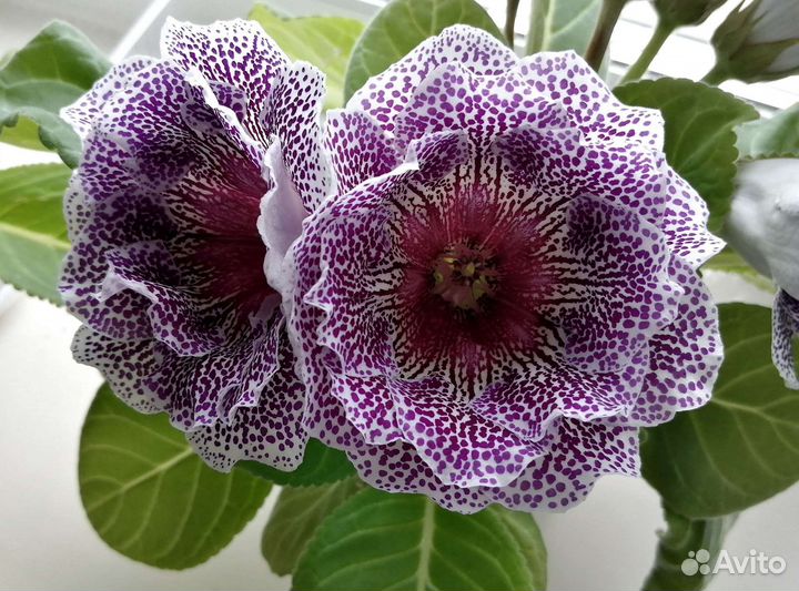 Глоксиния, лист