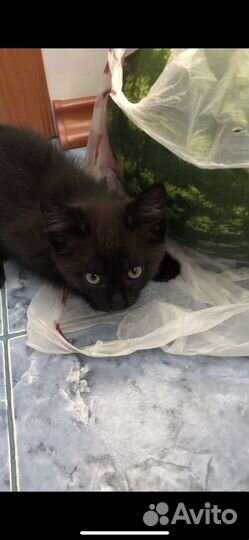 Сибирская кошка бесплатно