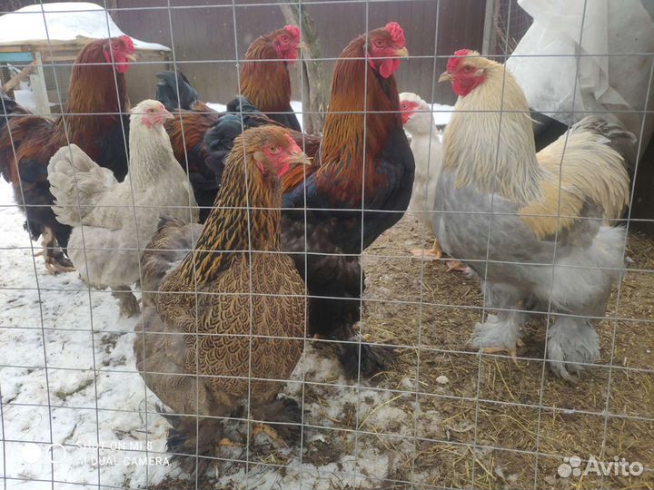 Продам птицу с личного хозяйства и инкубационные я