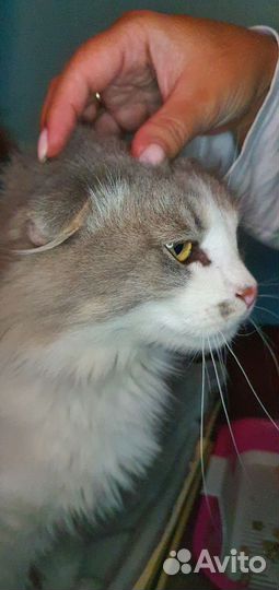 Котик ищет дом и добрых людей