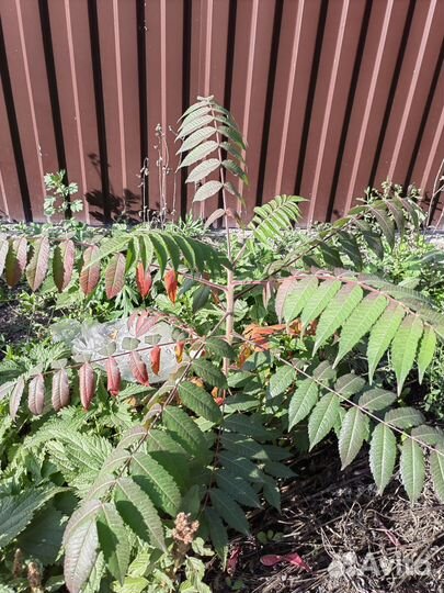 Саженцы сумах оленерогий