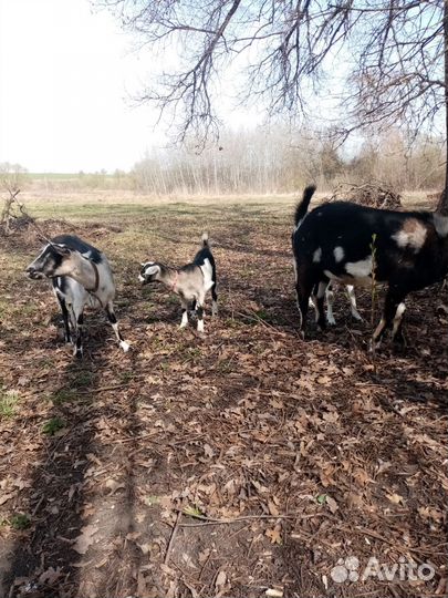 Козы, козёл, козочка