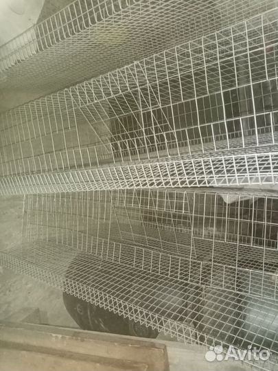 Клетки для перепелов