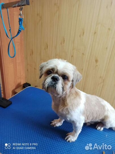 Стрижка собак и кошек с выездом и без