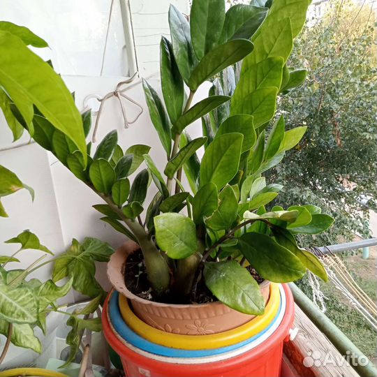 Долларовое дерево