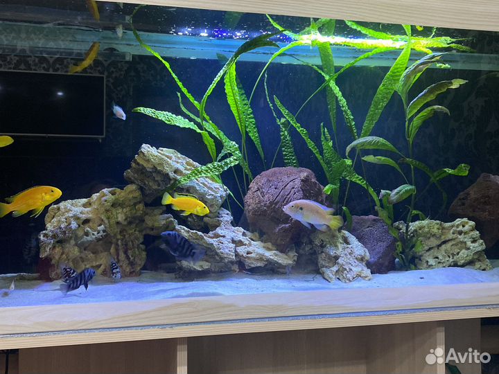 Цихлида чернополосая и лабидохромис еллоу