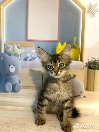 Котик и кошечка Ким и Лана