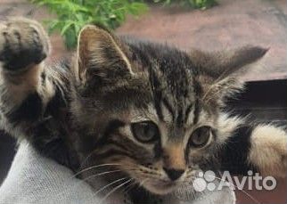 Отдается в добрые руки котик, 2,5 месяца