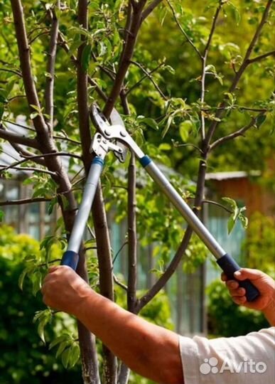 Обрезка плодовых деревьев