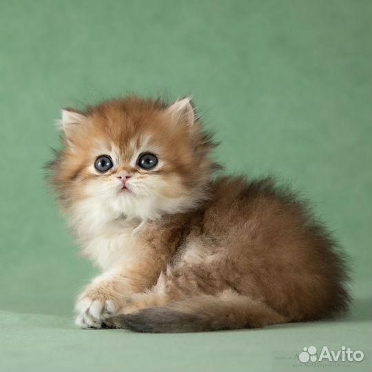 Котята золотые британские шиншиллы