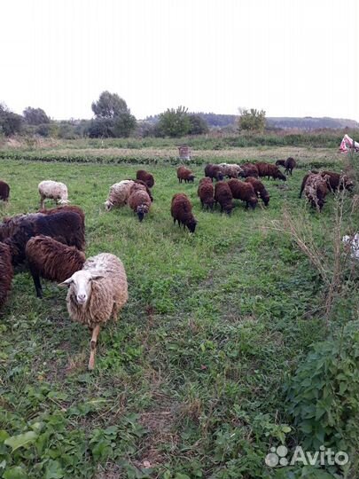 Овцы бараны