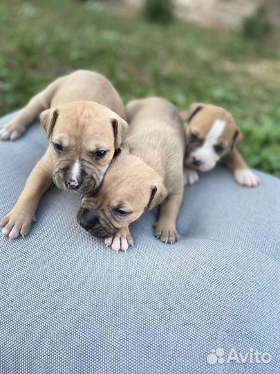 Щенки стаффа